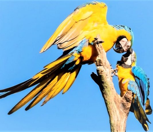 Arara-canindé ameaçada pelo tráfico é vista com filhote 50 km distante do local onde foi salva em 2018