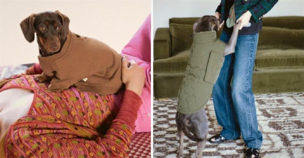 A Zara lança sua primeira coleção de roupas exclusivas para cães. Eles também serão ícones da moda