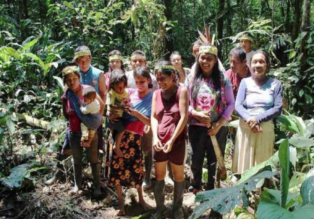 Mulheres indígenas plantaram 150 mil árvores na Amazônia