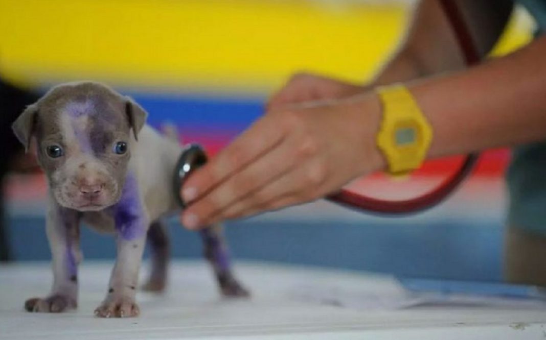 BH monta o primeiro hospital veterinário em que os atendimentos são gratuitos