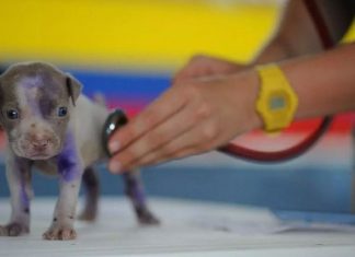 BH monta o primeiro hospital veterinário em que os atendimentos são gratuitos