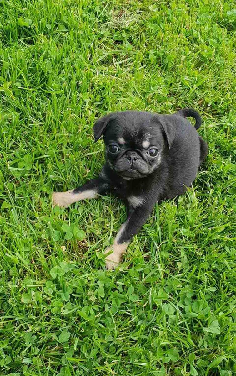 sensivel-mente.com - Cãozinho bebê foi deixado em um saco plástico pelo chão, uma família o adotou