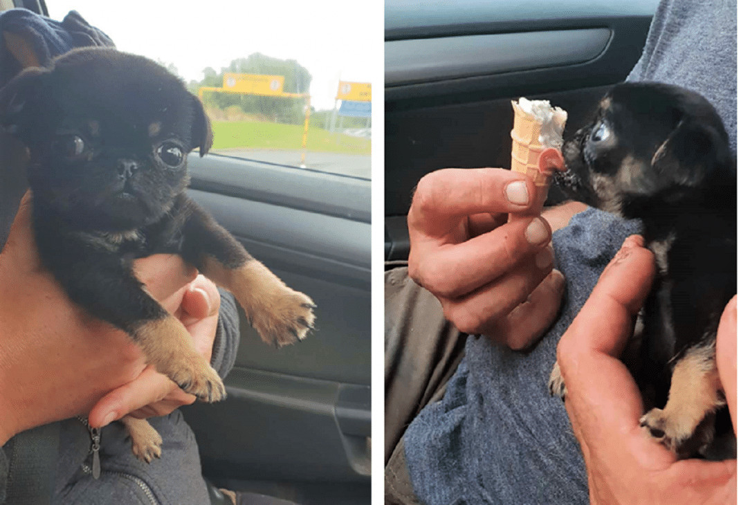 Cãozinho bebê foi deixado em um saco plástico pelo chão, uma família o adotou