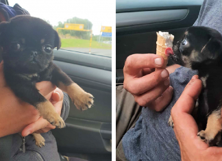 Cãozinho bebê foi deixado em um saco plástico pelo chão, uma família o adotou