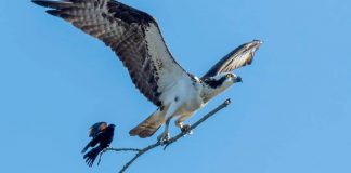 Fotógrafa capturou  o momento exato em que uma águia carrega um pequeno pássaro em um galho