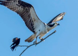 Fotógrafa capturou  o momento exato em que uma águia carrega um pequeno pássaro em um galho