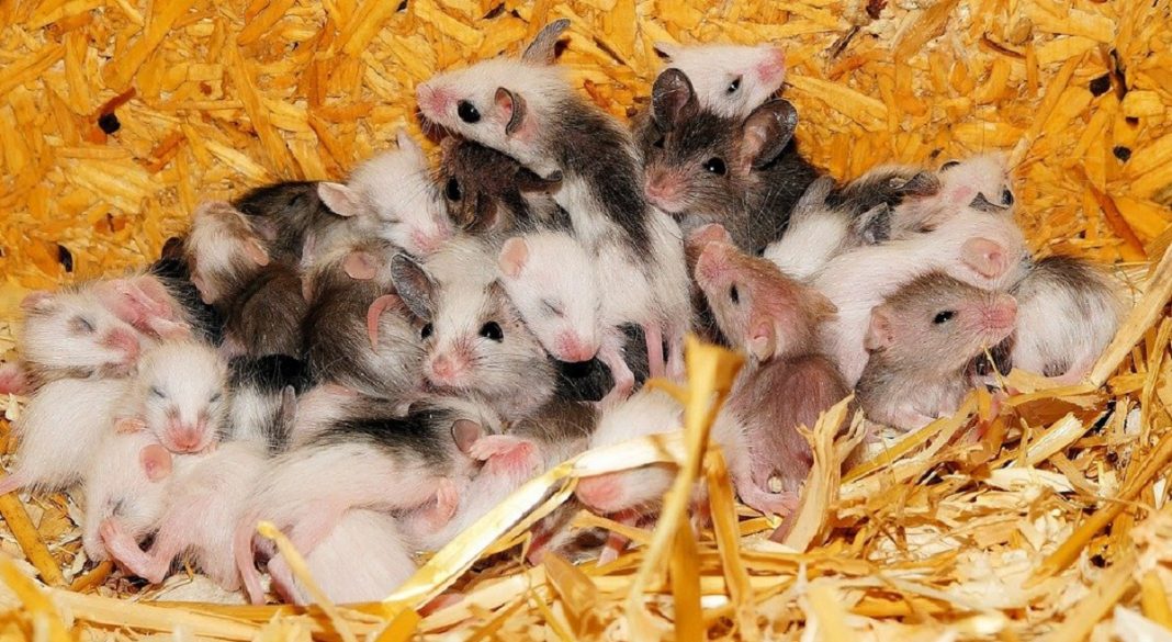 Austrália enfrenta uma peste de ratos sem precedentes: “Andam no travesseiro” – (vídeo)