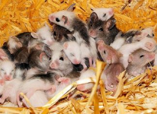 Austrália enfrenta uma peste de ratos sem precedentes: “Andam no travesseiro” – (vídeo)