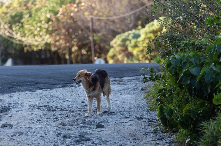 sensivel-mente.com - Mulher recicla lixo eleitoral e o transforma em casa para cães abandonados. Ela tem ajudado por 13 anos