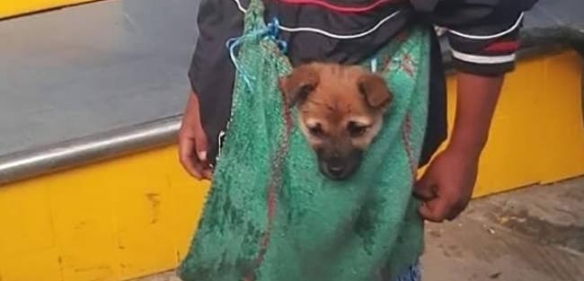 sensivel-mente.com - Imagem de menino humilde que é ambulante e leva seu cachorrinho numa bolsa emociona os internautas