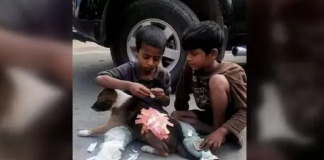 Crianças encantam os internautas ao usarem “band-aid” para cobrir ferimentos de um cachorro