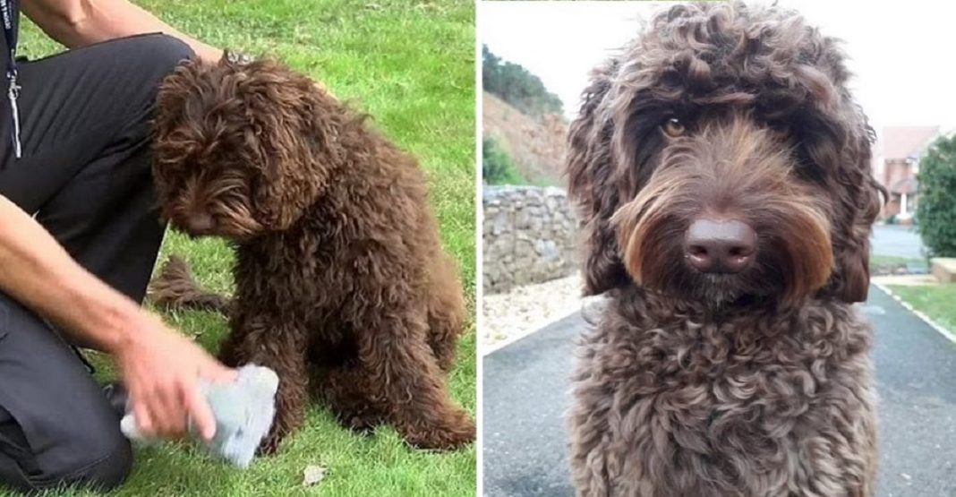 Cão de apoio emocional resgatou uma mulher que pensava em tirar sua vida. Ele a atraiu com sua simpatia