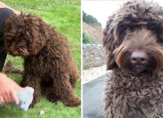 Cão de apoio emocional resgatou uma mulher que pensava em tirar sua vida. Ele a atraiu com sua simpatia