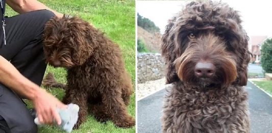 Cão de apoio emocional resgatou uma mulher que pensava em tirar sua vida. Ele a atraiu com sua simpatia