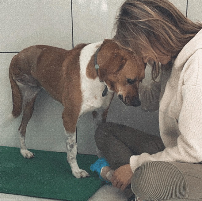 sensivel-mente.com - Luisa Mell acolhe cachorra rejeitada por n&atilde;o ter uma das patas