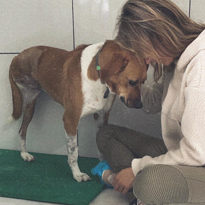 sensivel-mente.com - Luisa Mell acolhe cachorra rejeitada por não ter uma das patas