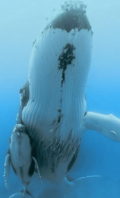 sensivel-mente.com - O fot&oacute;grafo capturou a m&atilde;e baleia nadando com seu filhote sob a nadadeira. Aproxime-se deles