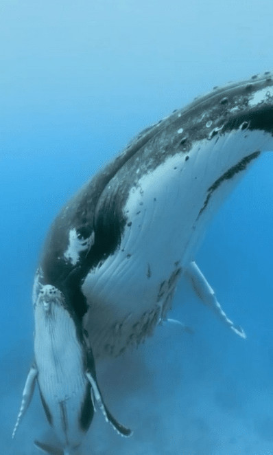 sensivel-mente.com - O fot&oacute;grafo capturou a m&atilde;e baleia nadando com seu filhote sob a nadadeira. Aproxime-se deles