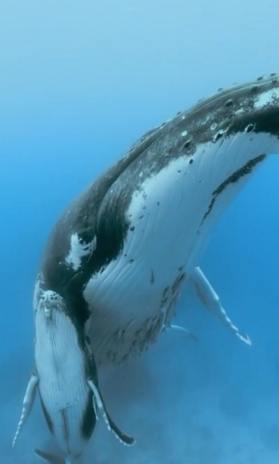 Captura de Tela 359 - O fotógrafo capturou a mãe baleia nadando com seu filhote sob a nadadeira. Aproxime-se deles