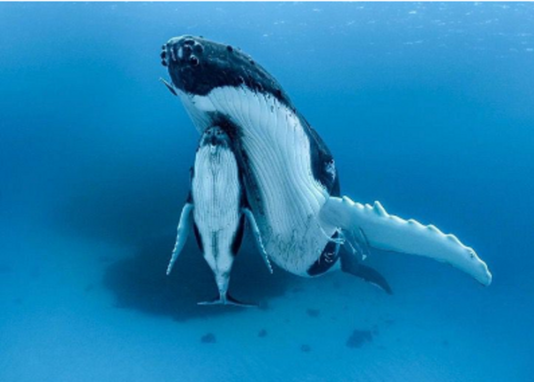 O fotógrafo capturou a mãe baleia nadando com seu filhote sob a nadadeira. Aproxime-se deles
