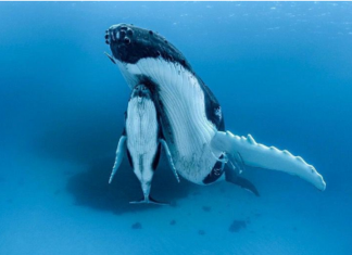O fotógrafo capturou a mãe baleia nadando com seu filhote sob a nadadeira. Aproxime-se deles