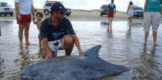 Biólogo brasileiro recebe o “Oscar Verde” por seu trabalho com botos ameaçados de extinção.