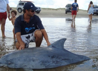 Biólogo brasileiro recebe o “Oscar Verde” por seu trabalho com botos ameaçados de extinção.