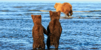 O fotógrafo captura dois irmãos ursos agarrados um ao outro enquanto a mãe caça. Sua inocência toca