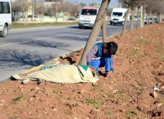 Menino socorreu cãozinho atropelado e cuidou dele até a chegada do resgate