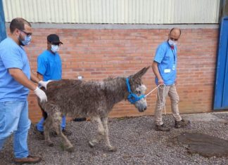 Burrinhos e cavalos resgatados da quadrilha dos “hambúrgueres” foram salvos e adotados