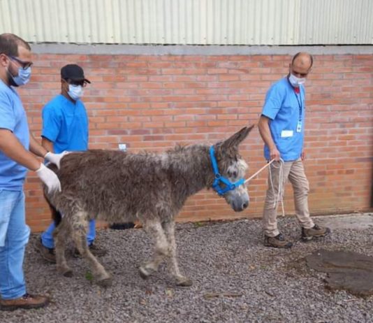 Burrinhos e cavalos resgatados da quadrilha dos “hambúrgueres” foram salvos e adotados