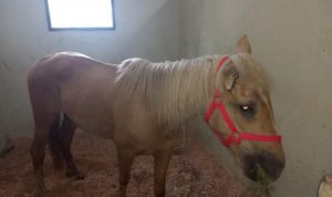 sensivel-mente.com - Burrinhos e cavalos resgatados da quadrilha dos “hambúrgueres” foram salvos e adotados