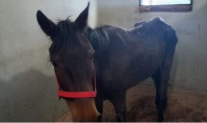 Captura de Tela 1014 300x179 - Burrinhos e cavalos resgatados da quadrilha dos “hambúrgueres” foram salvos e adotados