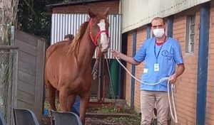 sensivel-mente.com - Burrinhos e cavalos resgatados da quadrilha dos “hambúrgueres” foram salvos e adotados