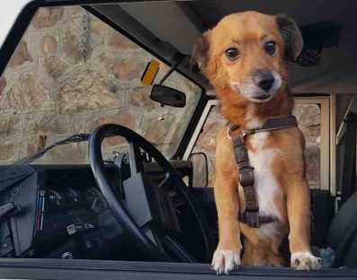 Captura de Tela 862 - Cachorro salvou a vida de seu dono 1 mês após ser adotado. Ele evitou que um deslizamento de terra o esmagasse