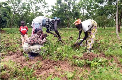 sensivel-mente.com - Os refugiados aproveitaram seu tempo e transformaram um deserto em uma bela floresta.