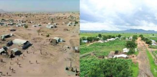 Os refugiados aproveitaram seu tempo e transformaram um deserto em uma bela floresta.