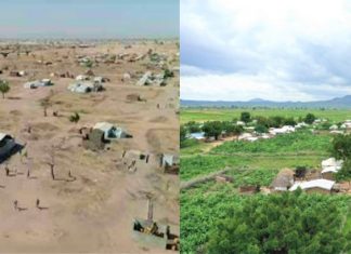 Os refugiados aproveitaram seu tempo e transformaram um deserto em uma bela floresta.