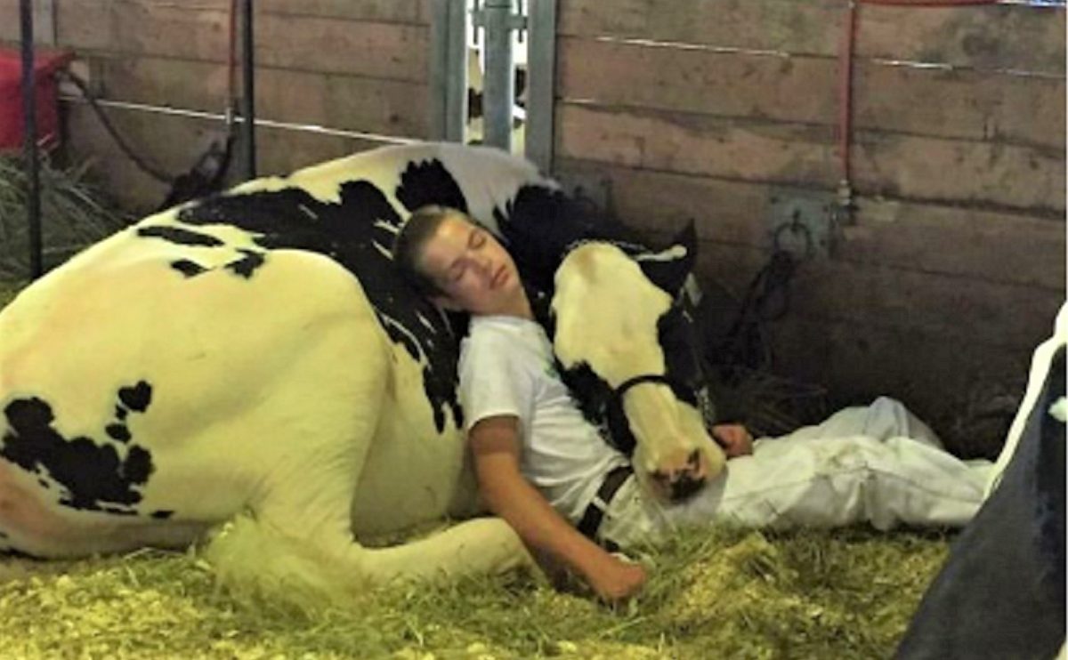 Captura de Tela 917 1 - Adolescente aninhou-se com sua vaca para tirar uma soneca depois de um longo dia. Ela dormiu em seu peito