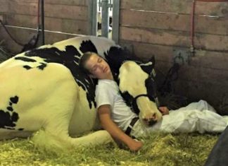 Adolescente aninhou-se com sua vaca para tirar uma soneca depois de um longo dia. Ela dormiu em seu peito