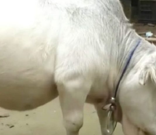 Conheça a menor vaca do mundo que tem o tamanho de um cachorro pequeno