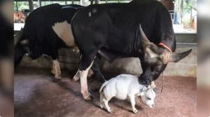 sensivel-mente.com - Conheça a menor vaca do mundo que tem o tamanho de um cachorro pequeno