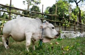 Captura de Tela 949 - Conheça a menor vaca do mundo que tem o tamanho de um cachorro pequeno