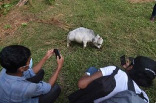 Captura de Tela 950 - Conheça a menor vaca do mundo que tem o tamanho de um cachorro pequeno