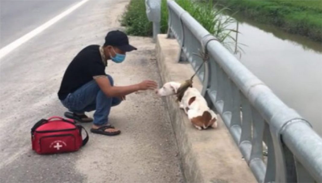 Cachorro que estava largado amarrado em uma ponte foi resgatado e voltou a confiar no HUMANO