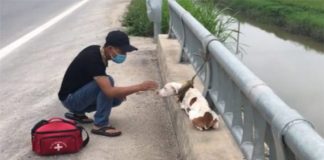 Cachorro que estava largado amarrado em uma ponte foi resgatado e voltou a confiar no HUMANO