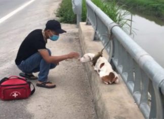 Cachorro que estava largado amarrado em uma ponte foi resgatado e voltou a confiar no HUMANO