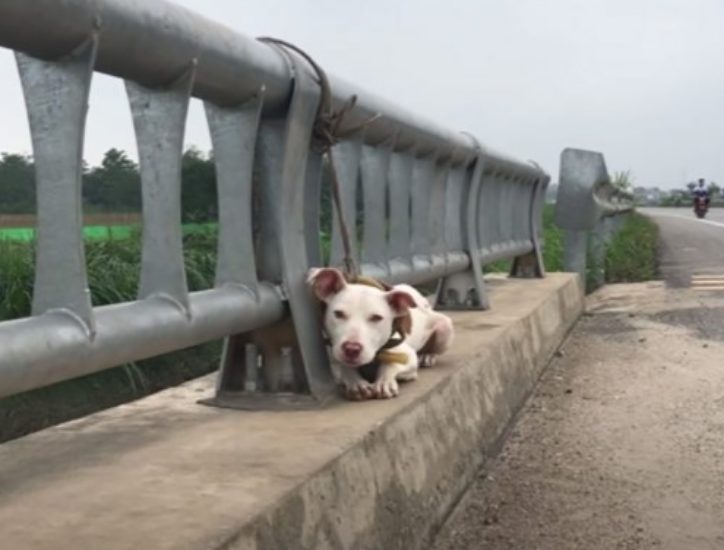 Captura de Tela 964 - Cachorro que estava largado amarrado em uma ponte foi resgatado e voltou a confiar no HUMANO
