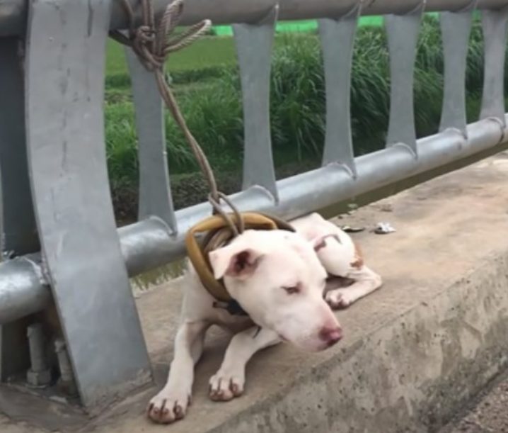 sensivel-mente.com - Cachorro que estava largado amarrado em uma ponte foi resgatado e voltou a confiar no HUMANO