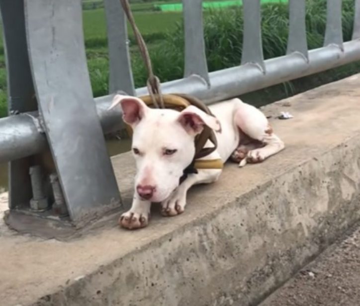 sensivel-mente.com - Cachorro que estava largado amarrado em uma ponte foi resgatado e voltou a confiar no HUMANO